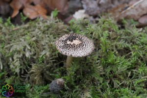 lepiota echinacea (2)